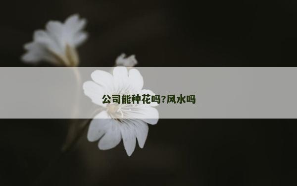 公司能种花吗?风水吗