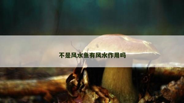 不是风水鱼有风水作用吗