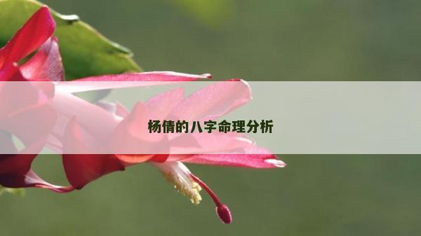 杨倩的八字命理分析