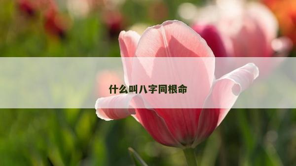 什么叫八字同根命
