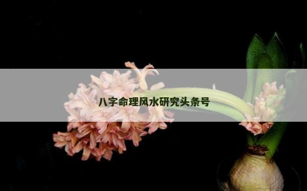 八字命理风水研究头条号