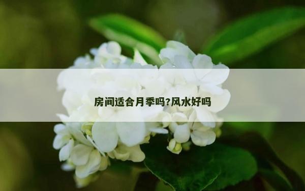 房间适合月季吗?风水好吗