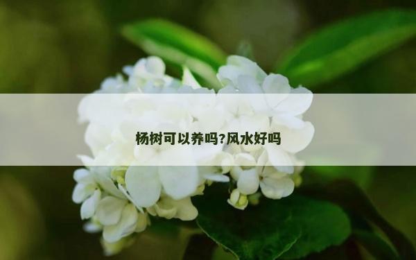 杨树可以养吗?风水好吗
