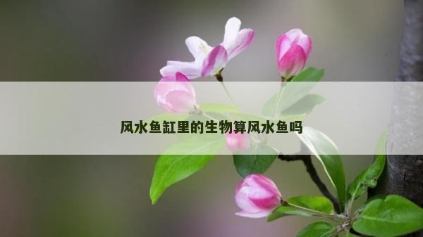 风水鱼缸里的生物算风水鱼吗