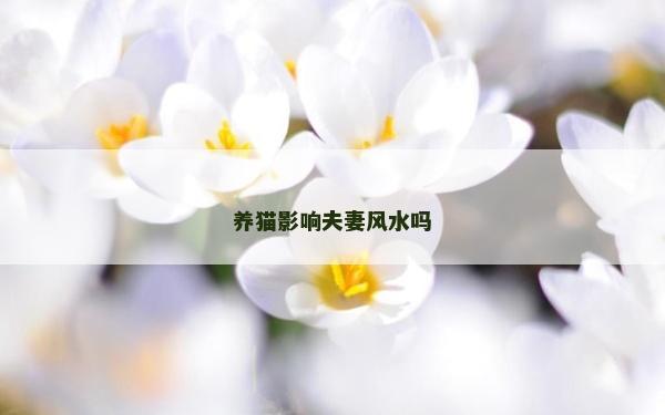 养猫影响夫妻风水吗
