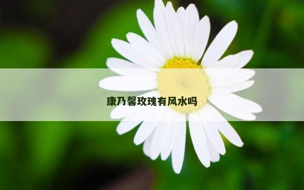 康乃馨玫瑰有风水吗