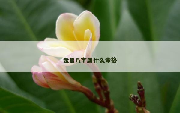 金星八字属什么命格