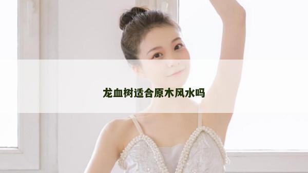 龙血树适合原木风水吗