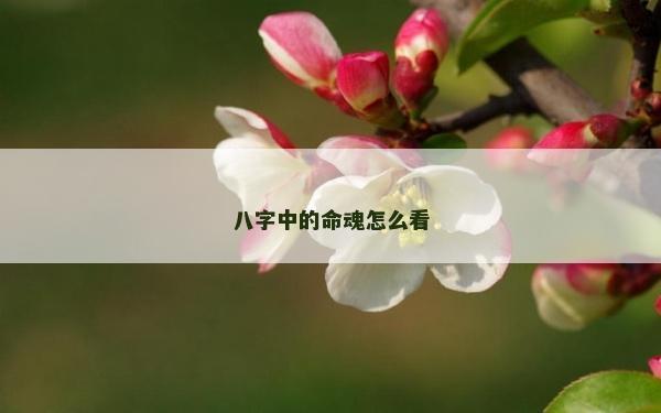 八字中的命魂怎么看