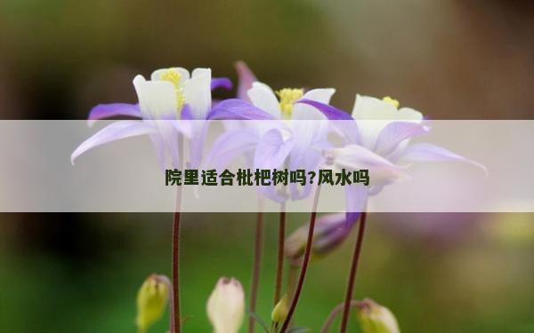 院里适合枇杷树吗?风水吗