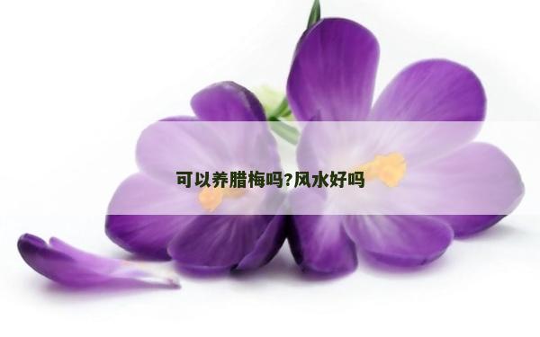 可以养腊梅吗?风水好吗