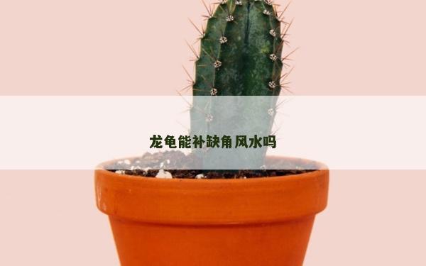 龙龟能补缺角风水吗