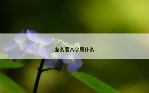 怎么看八字属什么