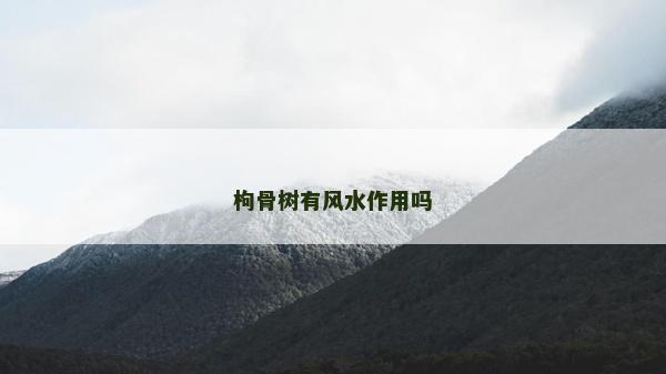 枸骨树有风水作用吗