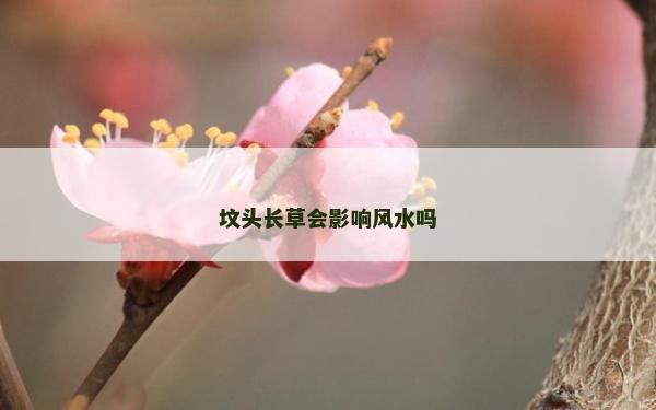 坟头长草会影响风水吗