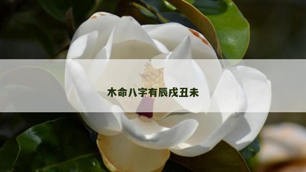 木命八字有辰戌丑未