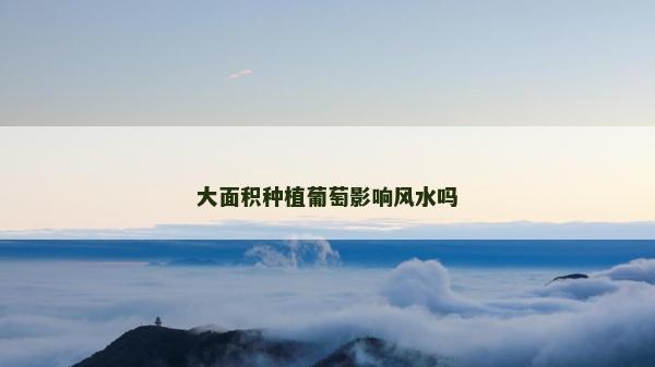 大面积种植葡萄影响风水吗