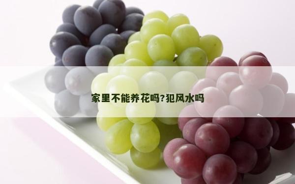 家里不能养花吗?犯风水吗
