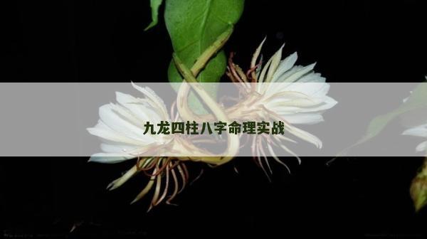 九龙四柱八字命理实战