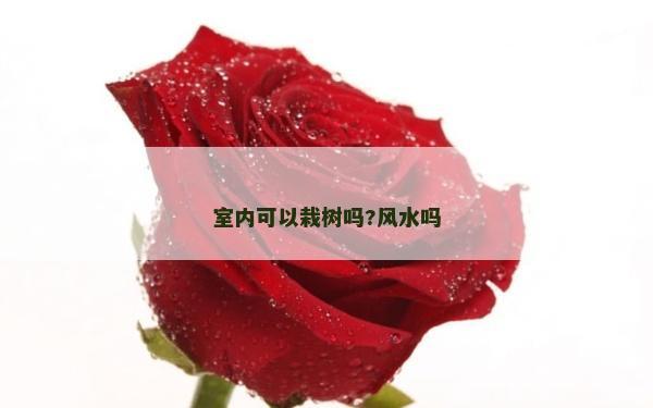 室内可以栽树吗?风水吗