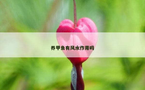 养甲鱼有风水作用吗