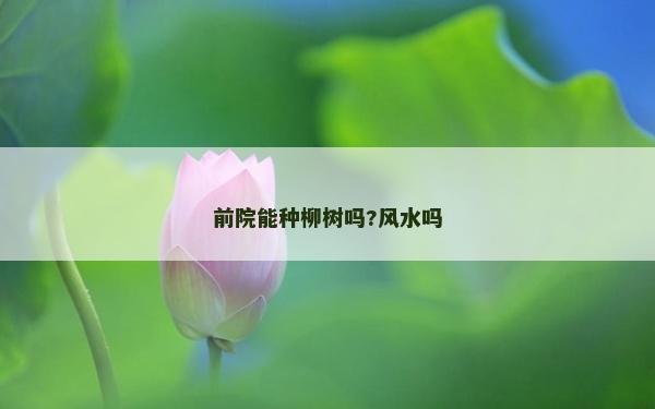 前院能种柳树吗?风水吗