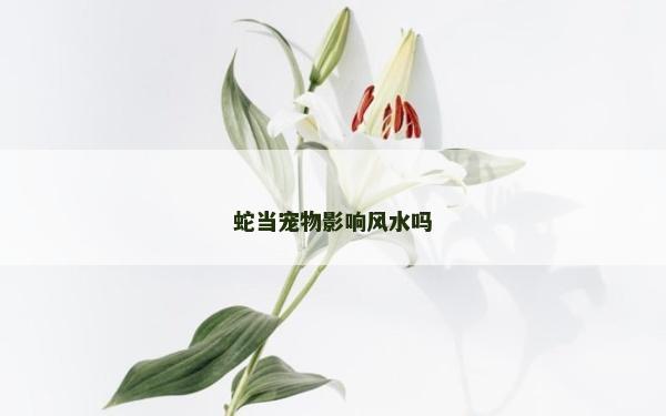 蛇当宠物影响风水吗