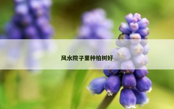 风水院子里种柏树好
