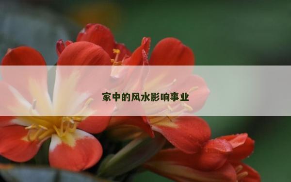 家中的风水影响事业
