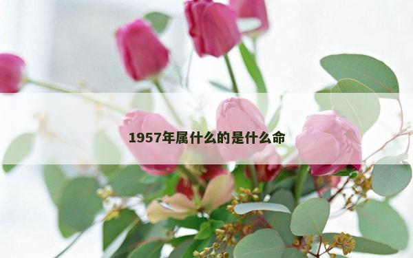 1957年属什么的是什么命
