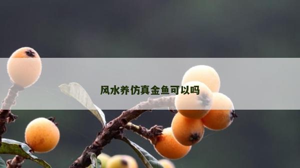 风水养仿真金鱼可以吗