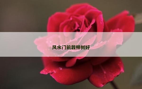 风水门前栽柳树好