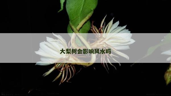 大梨树会影响风水吗