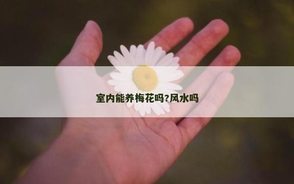 室内能养梅花吗?风水吗