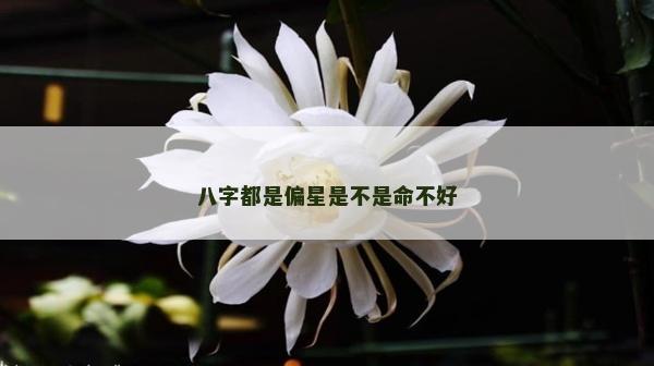 八字都是偏星是不是命不好