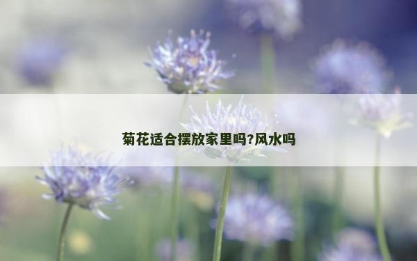 菊花适合摆放家里吗?风水吗