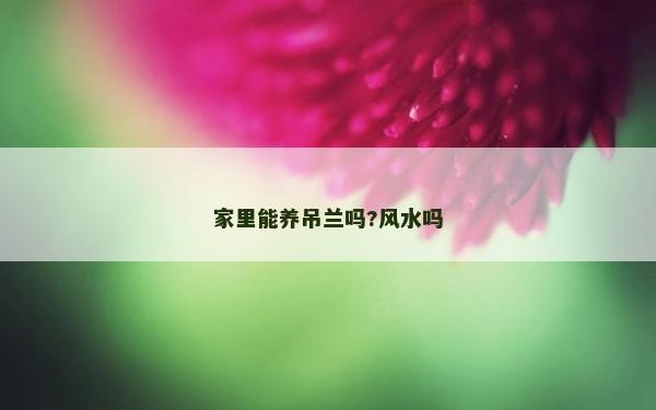家里能养吊兰吗?风水吗