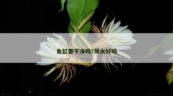 鱼缸要干净吗?风水好吗