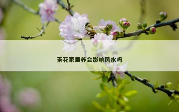 茶花家里养会影响风水吗