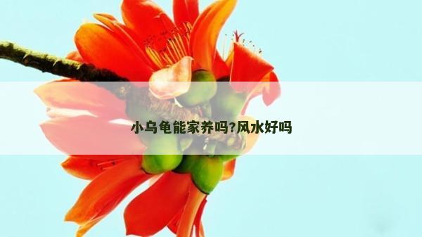 小乌龟能家养吗?风水好吗