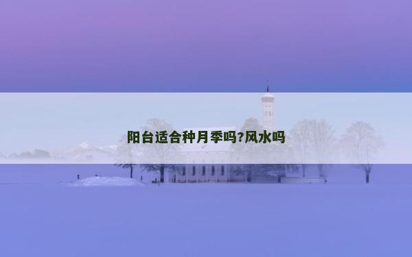 阳台适合种月季吗?风水吗