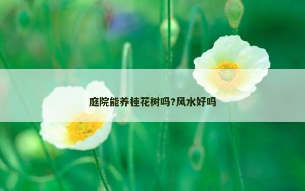 庭院能养桂花树吗?风水好吗