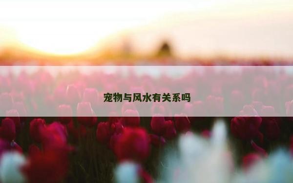 宠物与风水有关系吗