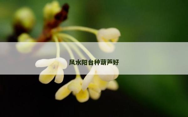 风水阳台种葫芦好