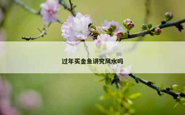 过年买金鱼讲究风水吗
