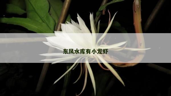 东风水库有小龙虾