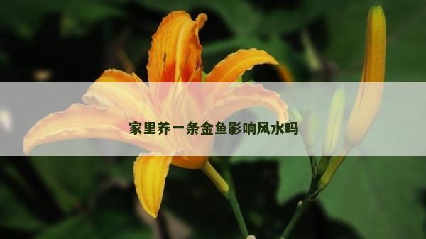 家里养一条金鱼影响风水吗