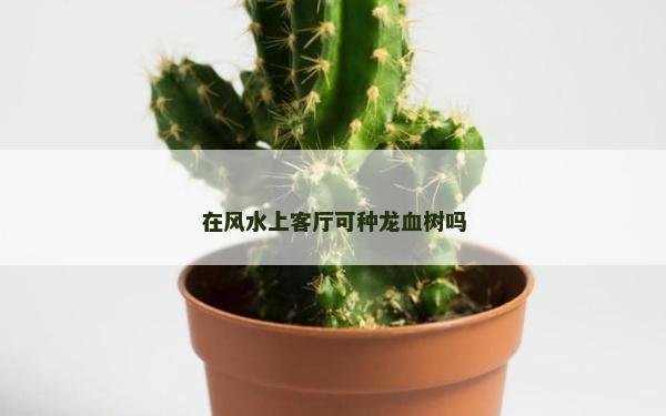在风水上客厅可种龙血树吗