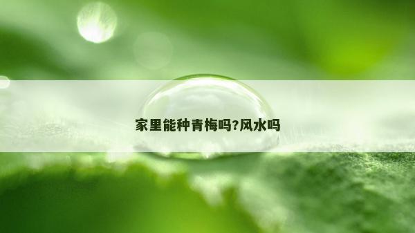 家里能种青梅吗?风水吗