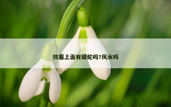 坟墓上面有蟒蛇吗?风水吗